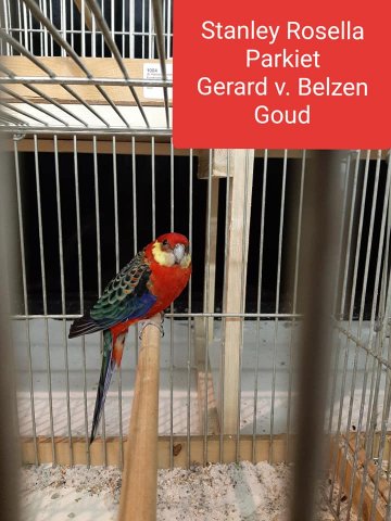 gerard van belzen 